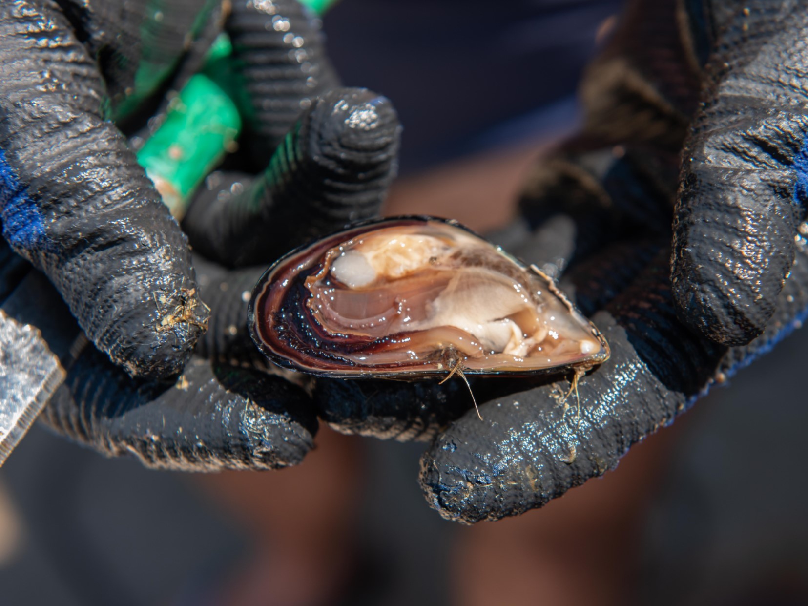 mussel oyster farm kotor